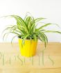 Spider Plant