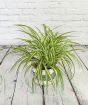 Spider plant in willow basket