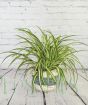 Spider plant with masses of new growth