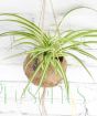 Hanging spider plant