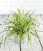 Spider plant