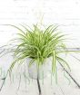 Classic spider plant