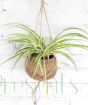 Spider Plant