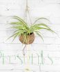 Spider plant in hanging basket