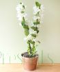 White Spray orchids in full bloom