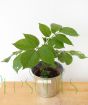 Young Elder Flower