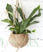 Kokodama Staghorn Fern