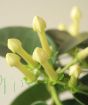 Stephanotis Close up