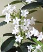 Stephanotis floribunda flowers