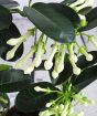 Close up of Stephanotis flower buds