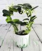 Stephanotis on the hoop