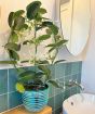 Stephanotis bathroom