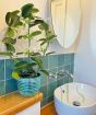 stephanotis in bathroom
