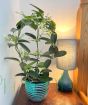 Stephanotis