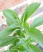 Stevia                   