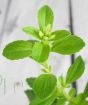 Stevia flower