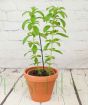 Stevia - brazilian sugar leaf