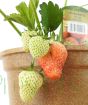 Summer strawberries