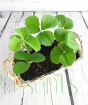 Strawberry basket from above