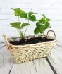 Young Strawberry plants