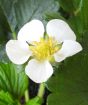 Strawberry plant blossom