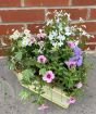 Summer Planter pastels July 2025