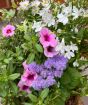 Summer Planter pastels July 2025