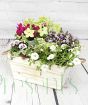 Summer flowers in wooden trough