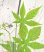 Hemp like leaves of sweetleaf