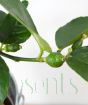 Lime G and T Gift Set   