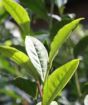 Close up of tea leaves