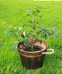 Large Tea Plant