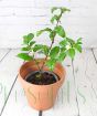 Tea Plant in terracotta pot