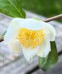 Tea plant flower