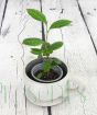 Young tea plant in a ceramic cup