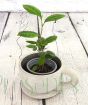 A cup of tea