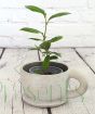 Young camellia Sinensis 