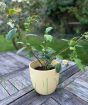 Tea Plant                