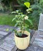 Tea Plant                