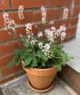 Tiarella