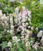 Tiarella Flowers in the nursery