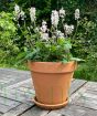 Tiarella
