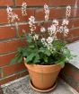 Tiarella