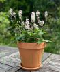 Tiarella