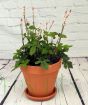 Tiarella