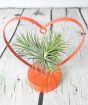 Hanging Heart Tillandsia