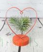 Tillandsia in a metal love heart