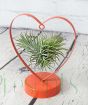 Tillandsia love heart