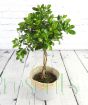 Topiary Gardenia