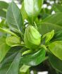 Close up of Gardenia bud